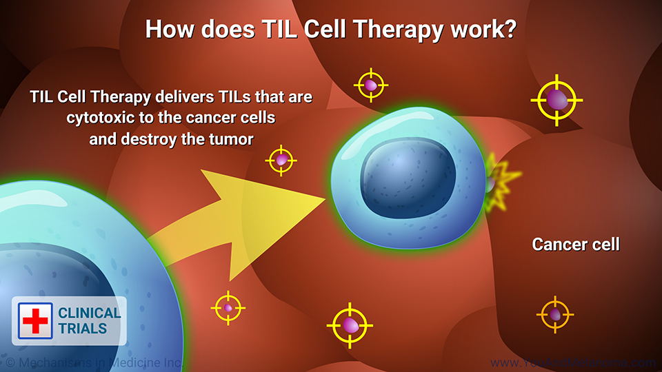 How does TIL Cell Therapy work?