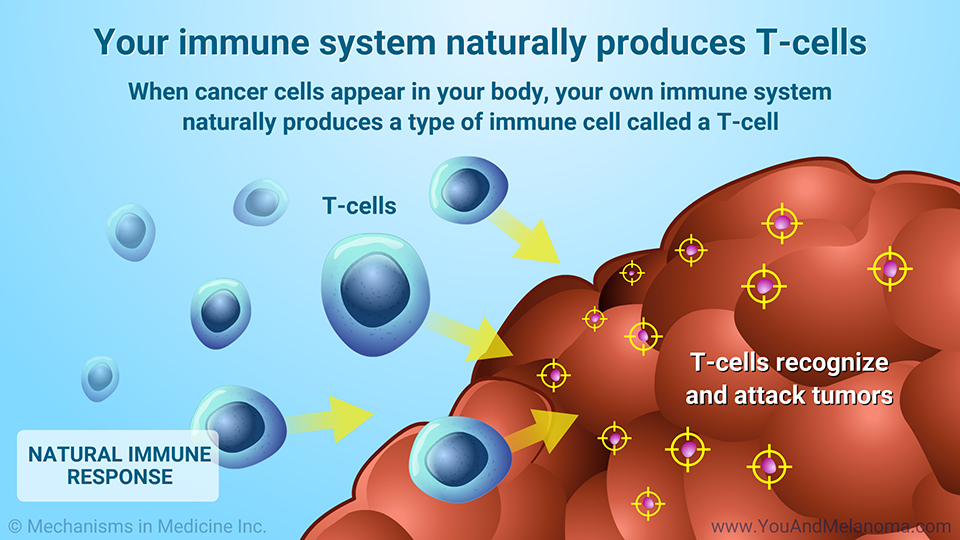 Your immune system naturally produces T cells